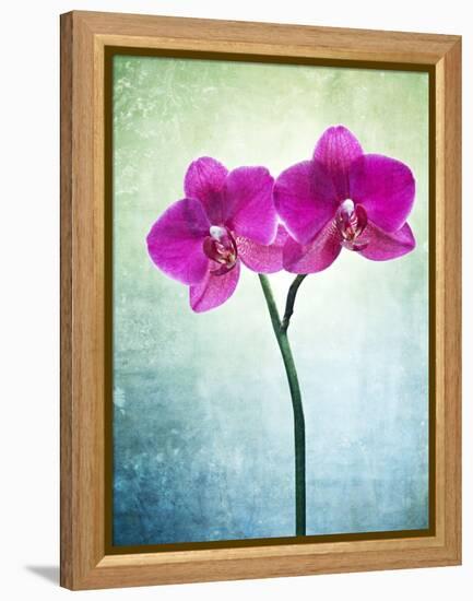 Orchid, Orchidacea, Flower, Blossom, Plant, Still Life, Green, Pink, Pink, Leaves-Axel Killian-Framed Premier Image Canvas