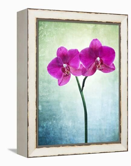 Orchid, Orchidacea, Flower, Blossom, Plant, Still Life, Green, Pink, Pink, Leaves-Axel Killian-Framed Premier Image Canvas