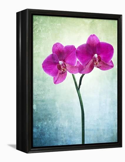 Orchid, Orchidacea, Flower, Blossom, Plant, Still Life, Green, Pink, Pink, Leaves-Axel Killian-Framed Premier Image Canvas