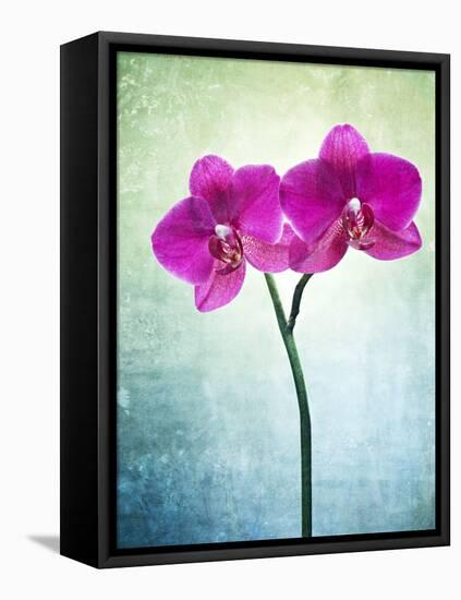 Orchid, Orchidacea, Flower, Blossom, Plant, Still Life, Green, Pink, Pink, Leaves-Axel Killian-Framed Premier Image Canvas