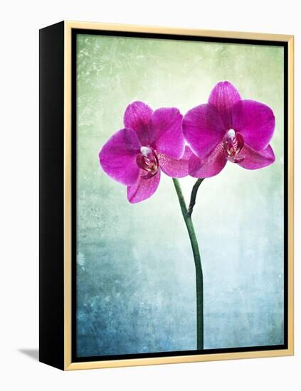 Orchid, Orchidacea, Flower, Blossom, Plant, Still Life, Green, Pink, Pink, Leaves-Axel Killian-Framed Premier Image Canvas