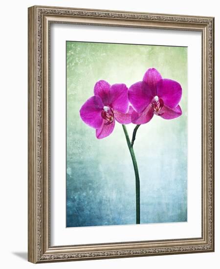 Orchid, Orchidacea, Flower, Blossom, Plant, Still Life, Green, Pink, Pink, Leaves-Axel Killian-Framed Photographic Print