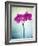 Orchid, Orchidacea, Flower, Blossom, Plant, Still Life, Green, Pink, Pink, Leaves-Axel Killian-Framed Photographic Print