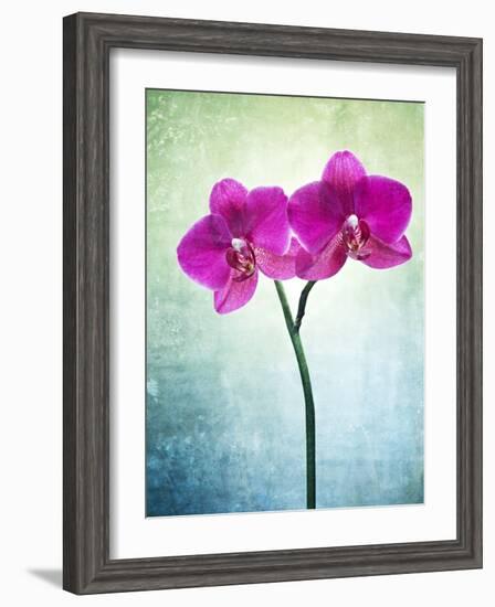 Orchid, Orchidacea, Flower, Blossom, Plant, Still Life, Green, Pink, Pink, Leaves-Axel Killian-Framed Photographic Print