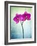 Orchid, Orchidacea, Flower, Blossom, Plant, Still Life, Green, Pink, Pink, Leaves-Axel Killian-Framed Photographic Print
