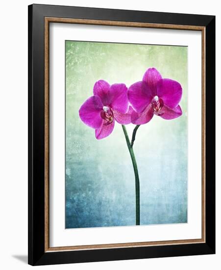 Orchid, Orchidacea, Flower, Blossom, Plant, Still Life, Green, Pink, Pink, Leaves-Axel Killian-Framed Photographic Print