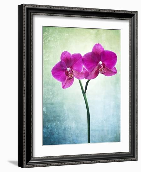 Orchid, Orchidacea, Flower, Blossom, Plant, Still Life, Green, Pink, Pink, Leaves-Axel Killian-Framed Photographic Print