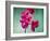 Orchid, Orchidacea, Flower, Blossoms, Plant, Still Life, Green, Pink-Axel Killian-Framed Photographic Print