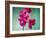 Orchid, Orchidacea, Flower, Blossoms, Plant, Still Life, Green, Pink-Axel Killian-Framed Photographic Print