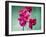 Orchid, Orchidacea, Flower, Blossoms, Plant, Still Life, Green, Pink-Axel Killian-Framed Photographic Print