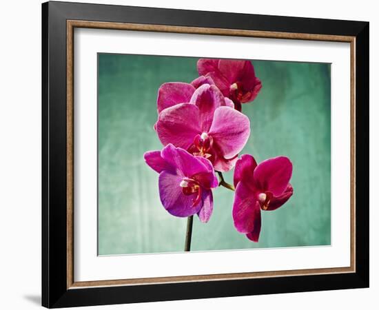 Orchid, Orchidacea, Flower, Blossoms, Plant, Still Life, Green, Pink-Axel Killian-Framed Photographic Print