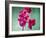 Orchid, Orchidacea, Flower, Blossoms, Plant, Still Life, Green, Pink-Axel Killian-Framed Photographic Print