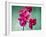 Orchid, Orchidacea, Flower, Blossoms, Plant, Still Life, Green, Pink-Axel Killian-Framed Photographic Print