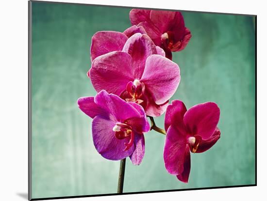 Orchid, Orchidacea, Flower, Blossoms, Plant, Still Life, Green, Pink-Axel Killian-Mounted Photographic Print