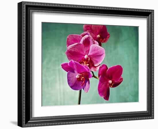 Orchid, Orchidacea, Flower, Blossoms, Plant, Still Life, Green, Pink-Axel Killian-Framed Photographic Print