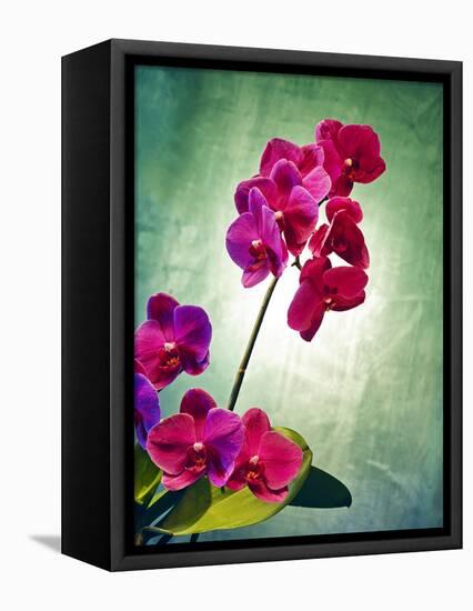 Orchid, Orchidacea, Flower, Blossoms, Plant, Still Life, Green, Pink-Axel Killian-Framed Premier Image Canvas