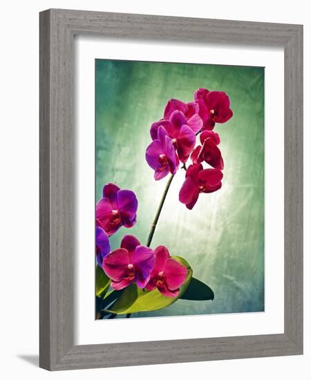 Orchid, Orchidacea, Flower, Blossoms, Plant, Still Life, Green, Pink-Axel Killian-Framed Photographic Print