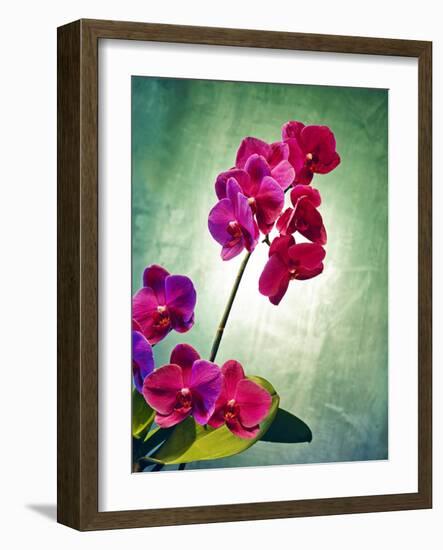 Orchid, Orchidacea, Flower, Blossoms, Plant, Still Life, Green, Pink-Axel Killian-Framed Photographic Print