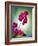 Orchid, Orchidacea, Flower, Blossoms, Plant, Still Life, Green, Pink-Axel Killian-Framed Photographic Print