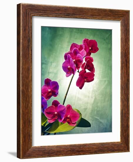 Orchid, Orchidacea, Flower, Blossoms, Plant, Still Life, Green, Pink-Axel Killian-Framed Photographic Print