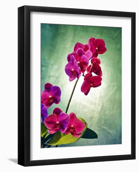 Orchid, Orchidacea, Flower, Blossoms, Plant, Still Life, Green, Pink-Axel Killian-Framed Photographic Print