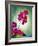 Orchid, Orchidacea, Flower, Blossoms, Plant, Still Life, Green, Pink-Axel Killian-Framed Photographic Print