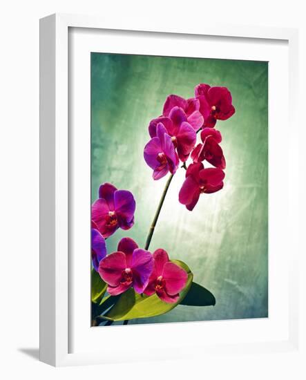 Orchid, Orchidacea, Flower, Blossoms, Plant, Still Life, Green, Pink-Axel Killian-Framed Photographic Print