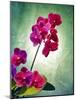 Orchid, Orchidacea, Flower, Blossoms, Plant, Still Life, Green, Pink-Axel Killian-Mounted Photographic Print