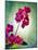 Orchid, Orchidacea, Flower, Blossoms, Plant, Still Life, Green, Pink-Axel Killian-Mounted Photographic Print