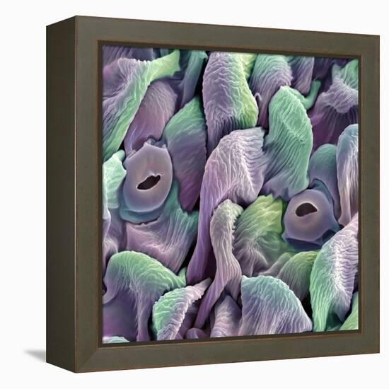 Orchid Petal, SEM-Steve Gschmeissner-Framed Premier Image Canvas