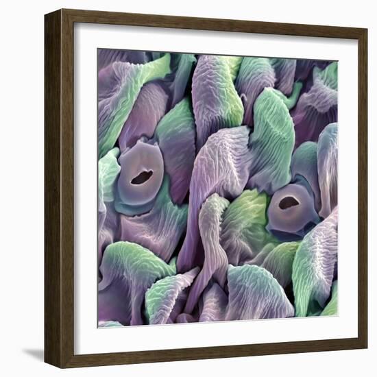 Orchid Petal, SEM-Steve Gschmeissner-Framed Premium Photographic Print