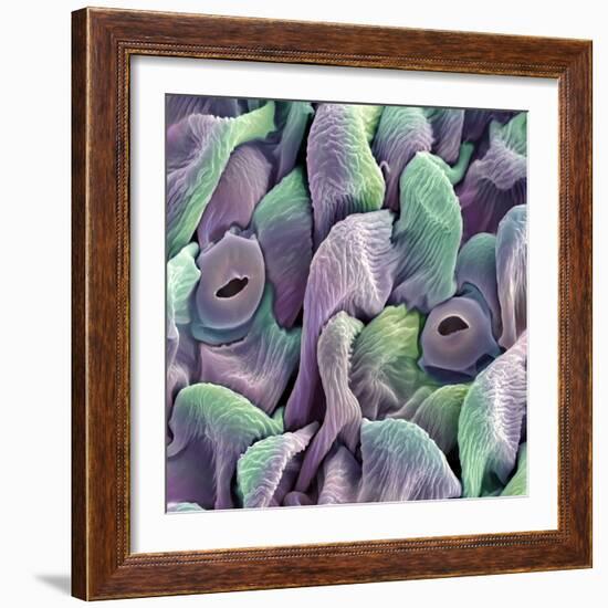 Orchid Petal, SEM-Steve Gschmeissner-Framed Premium Photographic Print