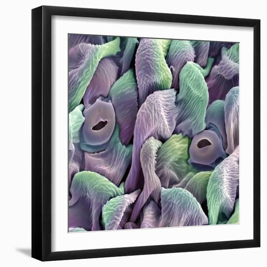 Orchid Petal, SEM-Steve Gschmeissner-Framed Premium Photographic Print