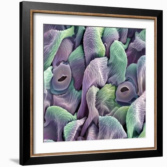 Orchid Petal, SEM-Steve Gschmeissner-Framed Premium Photographic Print