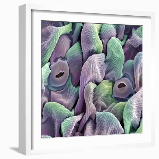 Orchid Petal, SEM-Steve Gschmeissner-Framed Premium Photographic Print