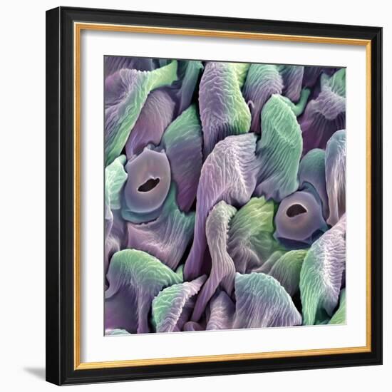 Orchid Petal, SEM-Steve Gschmeissner-Framed Premium Photographic Print