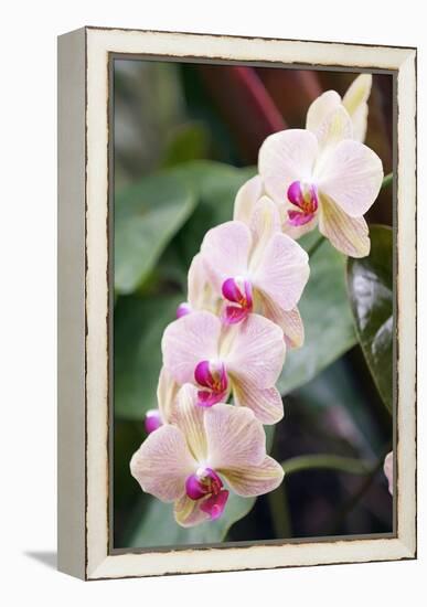 Orchid (Phalaenopsis Sp.)-Maria Mosolova-Framed Premier Image Canvas