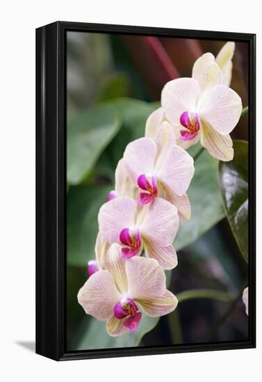 Orchid (Phalaenopsis Sp.)-Maria Mosolova-Framed Premier Image Canvas
