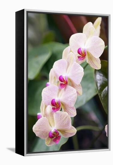 Orchid (Phalaenopsis Sp.)-Maria Mosolova-Framed Premier Image Canvas