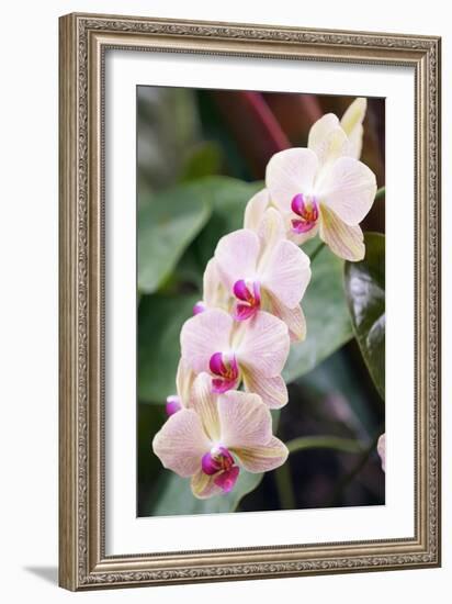 Orchid (Phalaenopsis Sp.)-Maria Mosolova-Framed Photographic Print