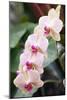Orchid (Phalaenopsis Sp.)-Maria Mosolova-Mounted Photographic Print