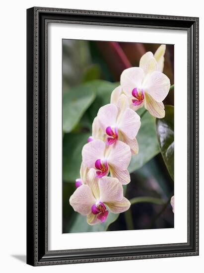 Orchid (Phalaenopsis Sp.)-Maria Mosolova-Framed Photographic Print