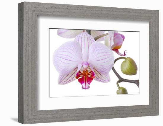 Orchid, Phalaenopsis Spec., Detail, Blooms, Buds-Herbert Kehrer-Framed Photographic Print