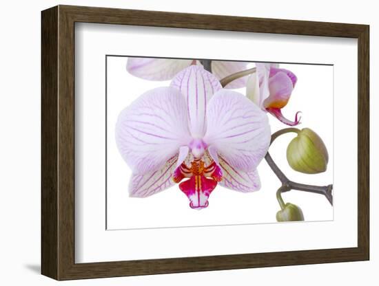 Orchid, Phalaenopsis Spec., Detail, Blooms, Buds-Herbert Kehrer-Framed Photographic Print