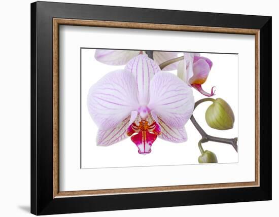 Orchid, Phalaenopsis Spec., Detail, Blooms, Buds-Herbert Kehrer-Framed Photographic Print