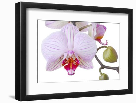 Orchid, Phalaenopsis Spec., Detail, Blooms, Buds-Herbert Kehrer-Framed Photographic Print