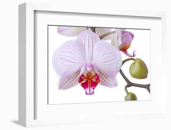 Orchid, Phalaenopsis Spec., Detail, Blooms, Buds-Herbert Kehrer-Framed Photographic Print