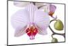 Orchid, Phalaenopsis Spec., Detail, Blooms, Buds-Herbert Kehrer-Mounted Photographic Print