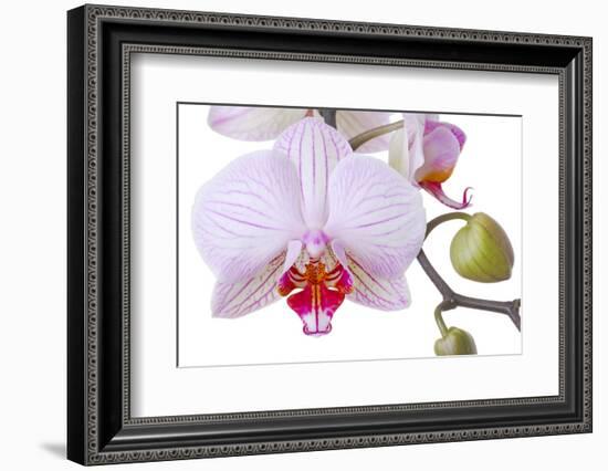 Orchid, Phalaenopsis Spec., Detail, Blooms, Buds-Herbert Kehrer-Framed Photographic Print