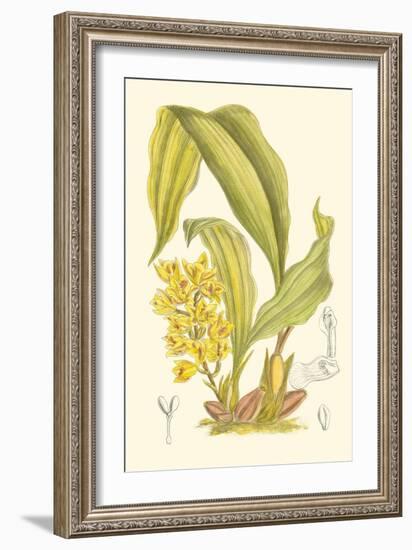 Orchid Plenty I-Samuel Curtis-Framed Art Print